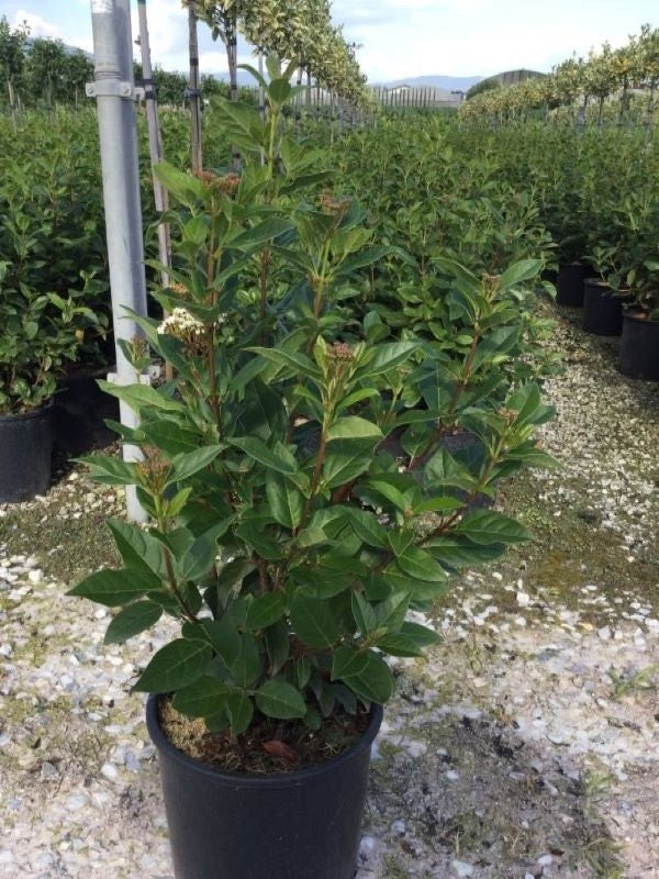  Sneeuwbal (Viburnum Tinus 'Spirit')