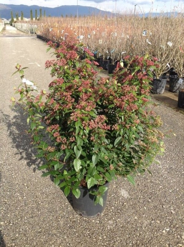  Sneeuwbal Als Bolvorm (Viburnum Tinus 'Spirit')