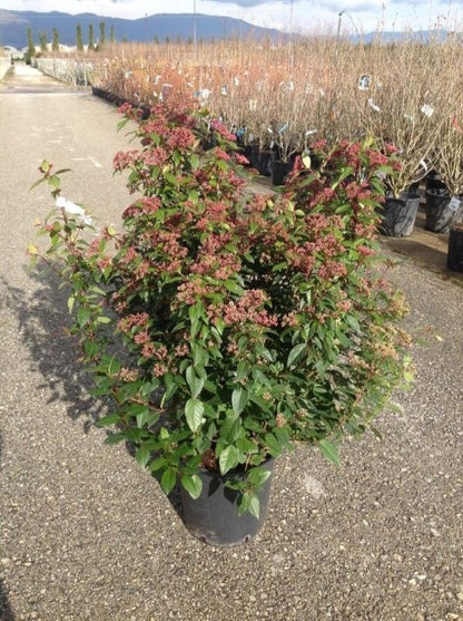  Sneeuwbal Als Bolvorm (Viburnum Tinus 'Spirit')