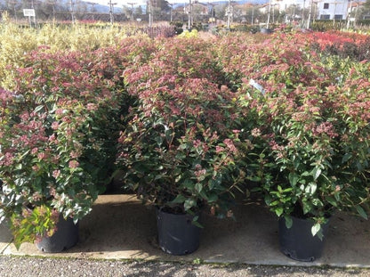  Sneeuwbal Als Bolvorm (Viburnum Tinus 'Spirit')