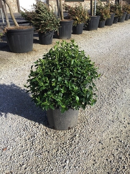  Sneeuwbal Als Bolvorm (Viburnum Tinus 'Spirit')