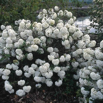  Sneeuwbal (Viburnum 'Eskimo')
