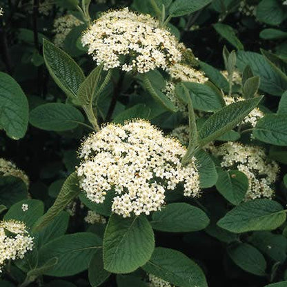  Wollige Sneeuwbal, Bosplantsoen (Viburnum Lantana)