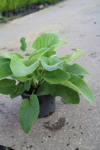  Viltkruid (Phlomis Russeliana)