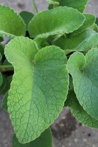  Viltkruid (Phlomis Russeliana)
