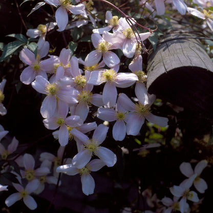  Bosrank (Clematis Montana 'Elizabeth')