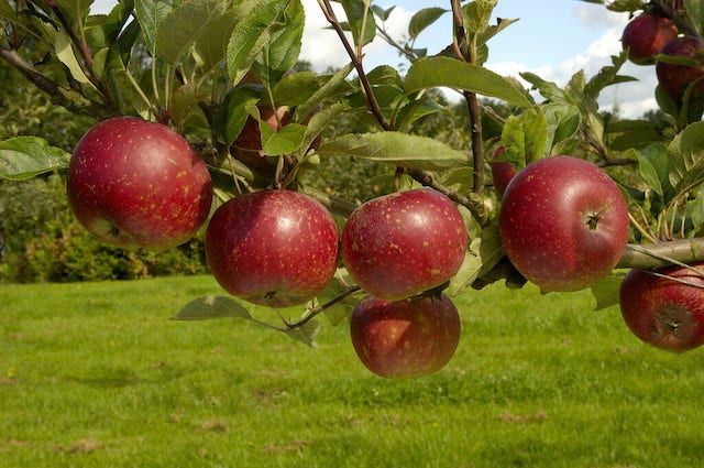  Appelboom (Malus Domestica 'Ingrid Marie')