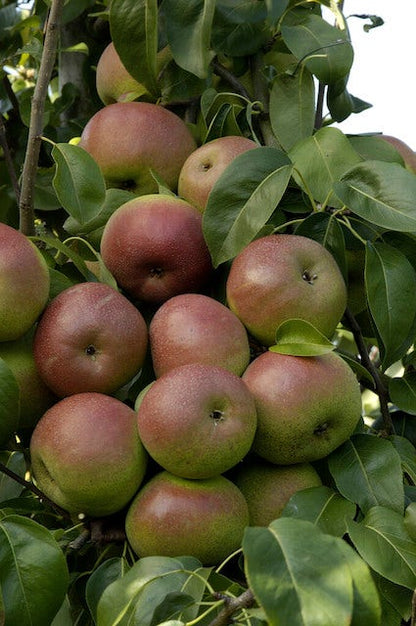  Lei-Peer (Pyrus Communis 'Zoete Brederode')