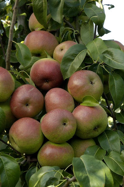  Lei-Peer (Pyrus Communis 'Zoete Brederode')