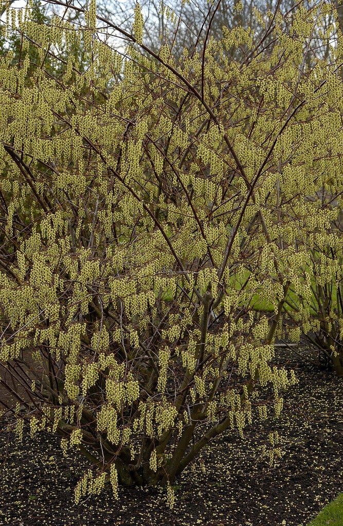  Staartaar (Stachyurus Praecox)