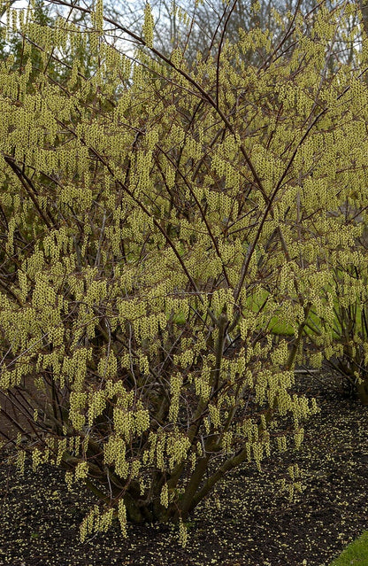  Staartaar (Stachyurus Praecox)