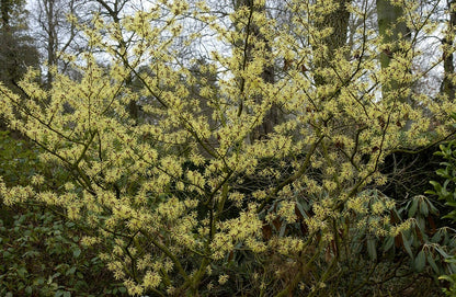  Toverhazelaar (Hamamelis Intermedia 'Arnold Promise')