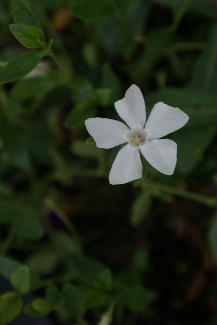  Kleine Maagdenpalm (Vinca Minor 'Gertrude Jekyll')
