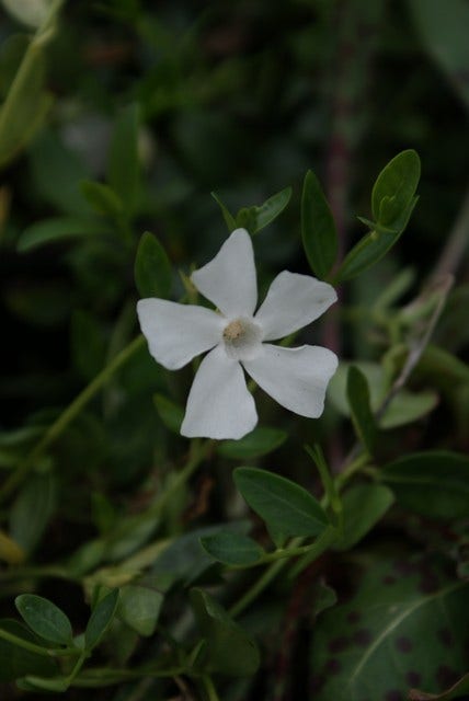  Kleine Maagdenpalm (Vinca Minor 'Gertrude Jekyll')