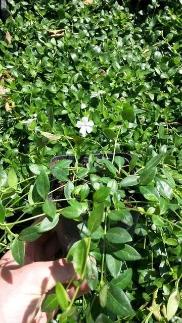  Kleine Maagdenpalm (Vinca Minor 'Gertrude Jekyll')