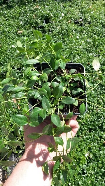  Kleine Maagdenpalm (Vinca Minor 'Gertrude Jekyll')
