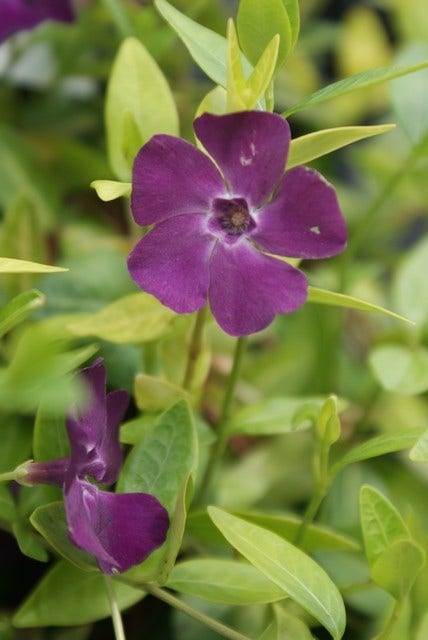  Maagdenpalm (Vinca Minor 'Atropurpurea')