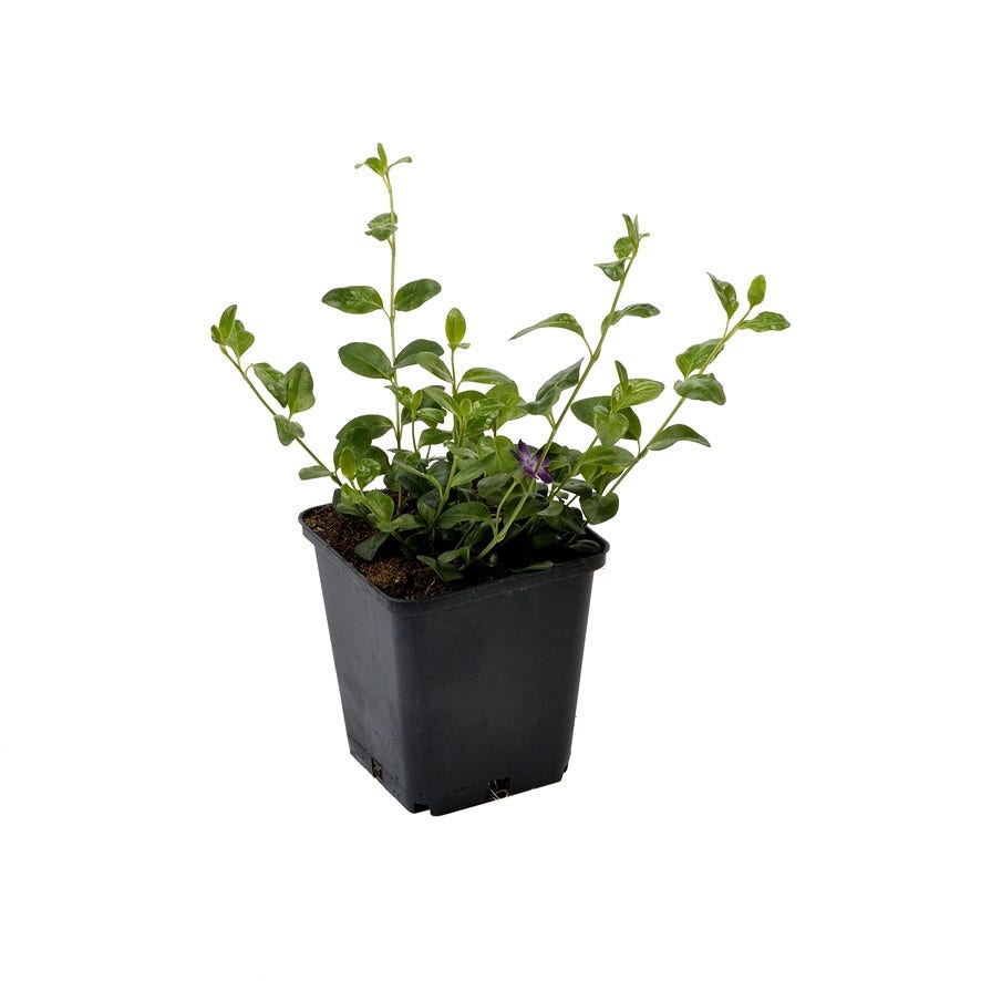  Maagdenpalm (Vinca Minor 'Atropurpurea')
