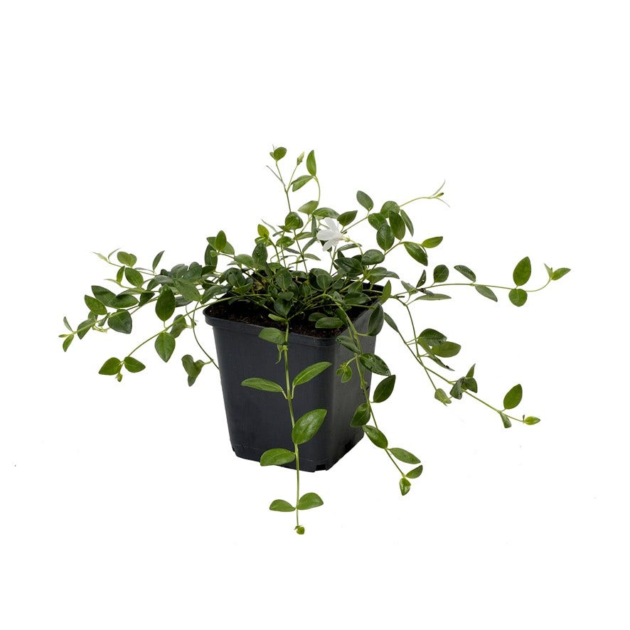  Kleine Maagdenpalm (Vinca Minor 'Gertrude Jekyll')