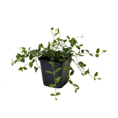  Kleine Maagdenpalm (Vinca Minor 'Gertrude Jekyll')