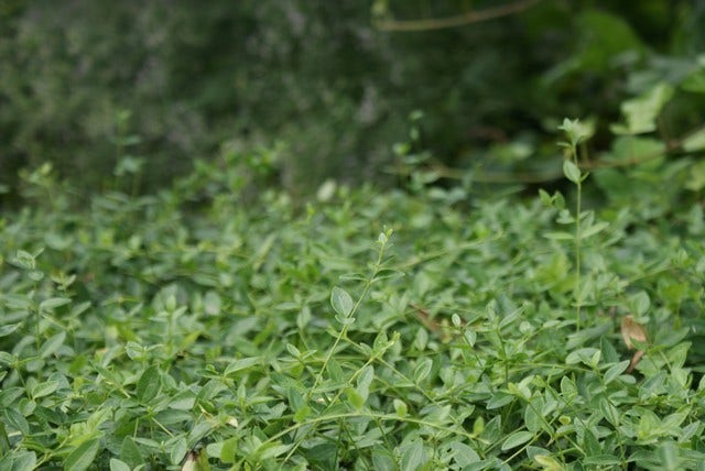  Kleine Maagdenpalm (Vinca Minor 'Gertrude Jekyll')