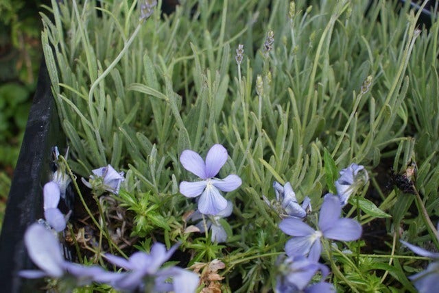  Viooltje (Viola 'Boughton Blue')
