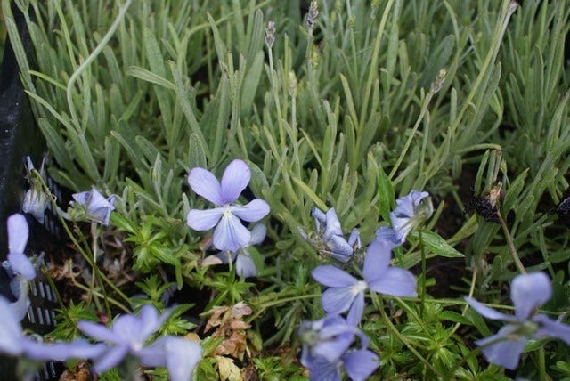  Viooltje (Viola 'Boughton Blue')