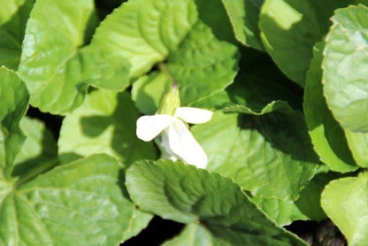  Viooltje (Viola Sororia 'Albiflora')