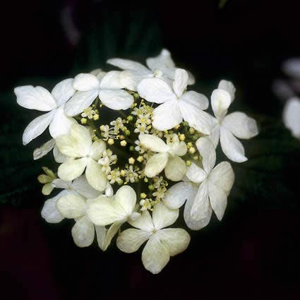  Sneeuwbal (Viburnum Plicatum 'Watanabe')