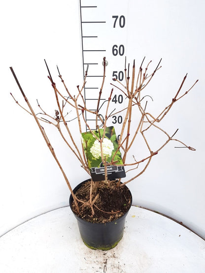  Sneeuwbal (Viburnum Opulus 'Roseum')