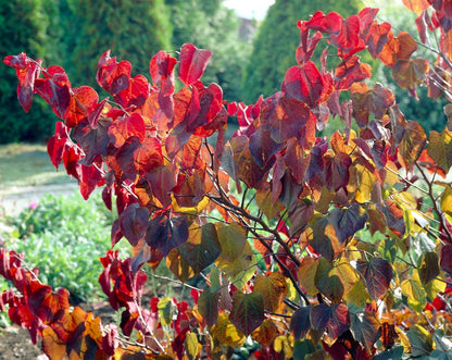  Meerstammige Judasboom (Cercis Canadensis 'Forest Pansy')