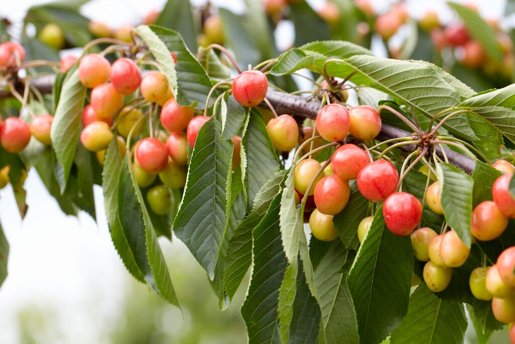  Zoete Kers, Bosplantsoen (Prunus Avium)