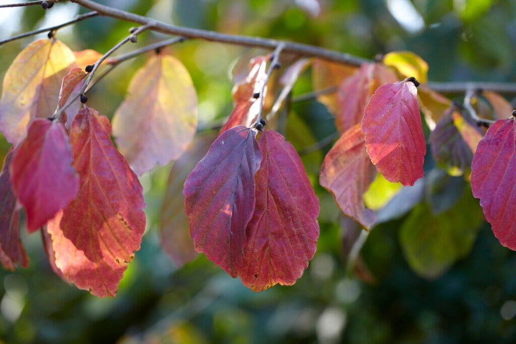  Grote Parrotia (Parrotia Persica)