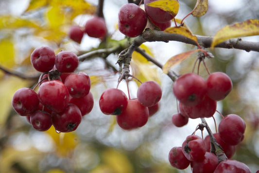  Meerstammige Sierappel (Malus 'Red Sentinel')