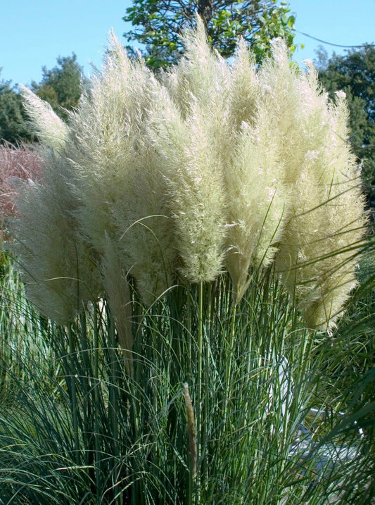  Pampasgras (Cortaderia Selloana 'Senior')