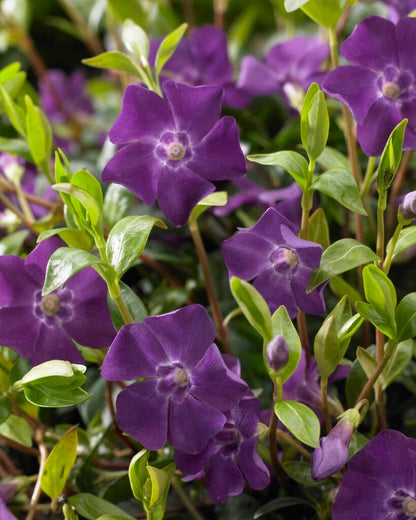  Maagdenpalm (Vinca Minor 'Atropurpurea')