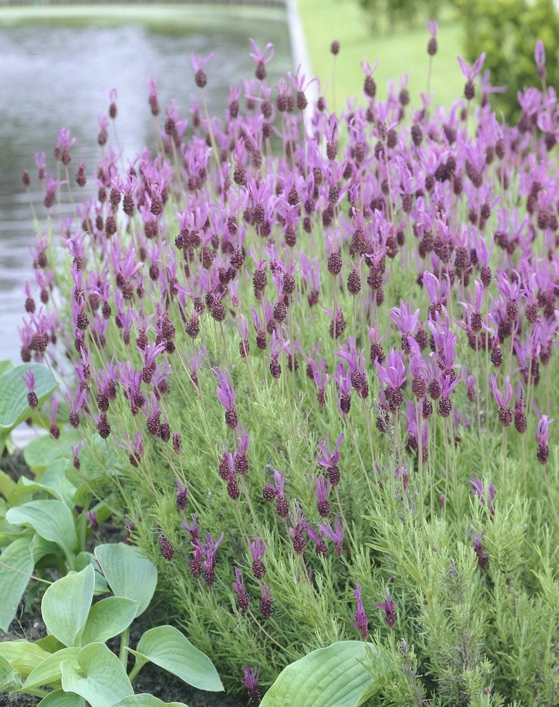  Vlinderlavendel (Lavandula Stoechas)
