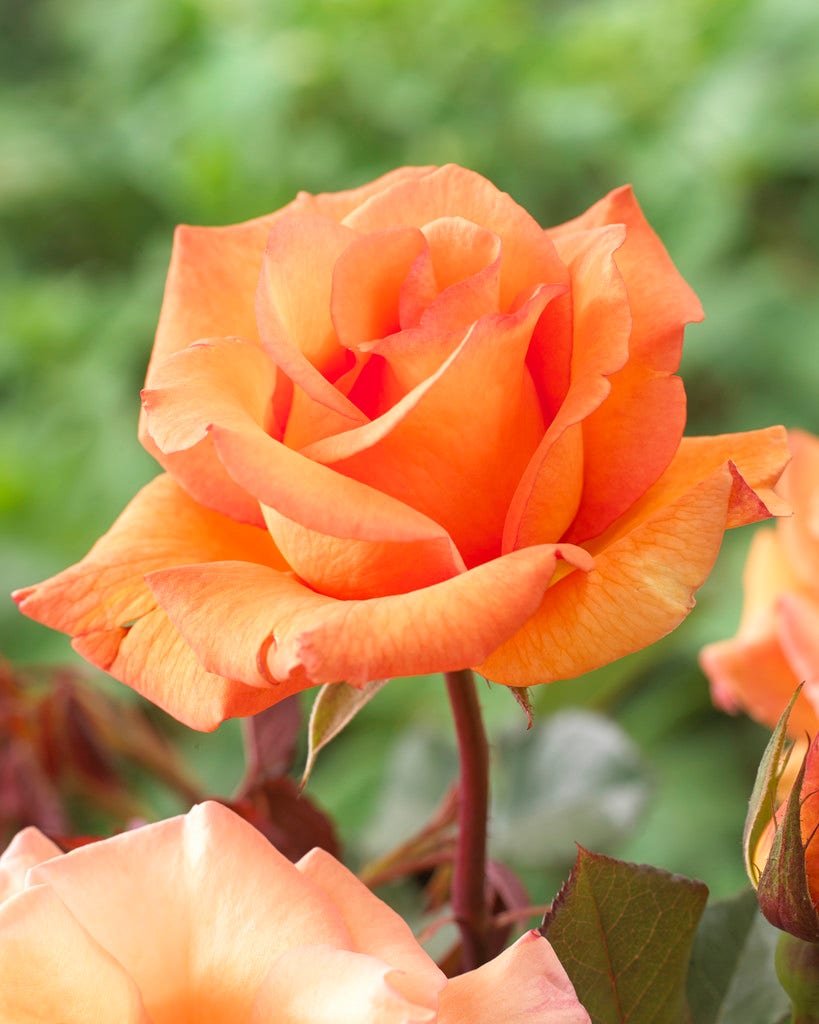  Grootbloemige Roos (Rosa 'Doris Tysterman')