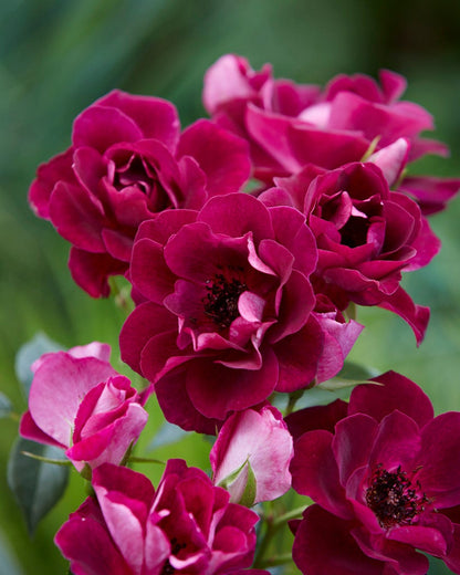  Trosroos (Rosa 'Burgundy Ice')