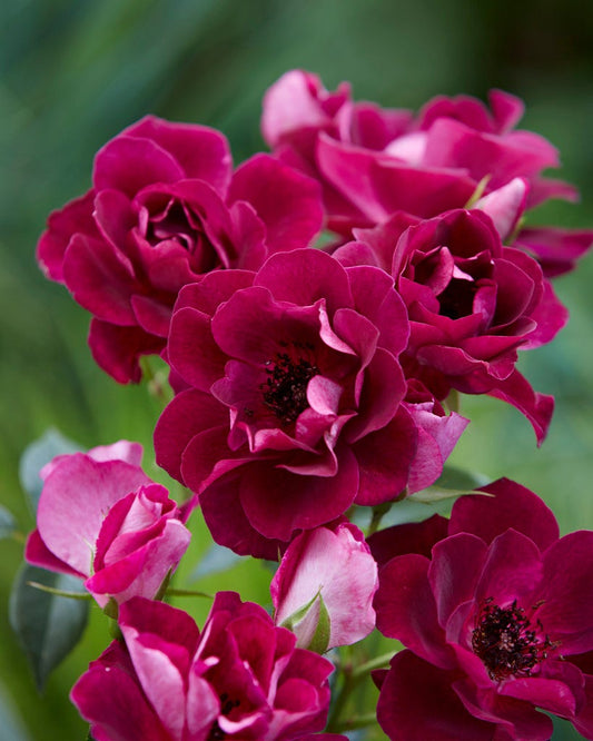  Trosroos (Rosa 'Burgundy Ice')