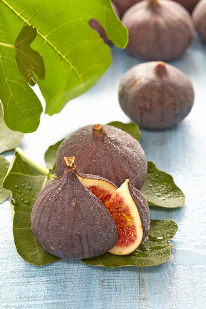  Vijg (Ficus Carica 'Brown Turkey')