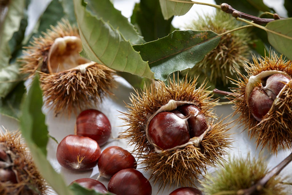  Tamme Kastanje Als Halfstam (Castanea Sativa)