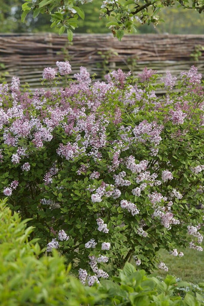  Dwerg Sering (Syringa 'Josée')