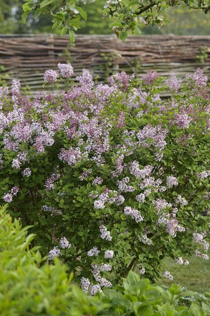  Dwerg Sering (Syringa 'Josée')
