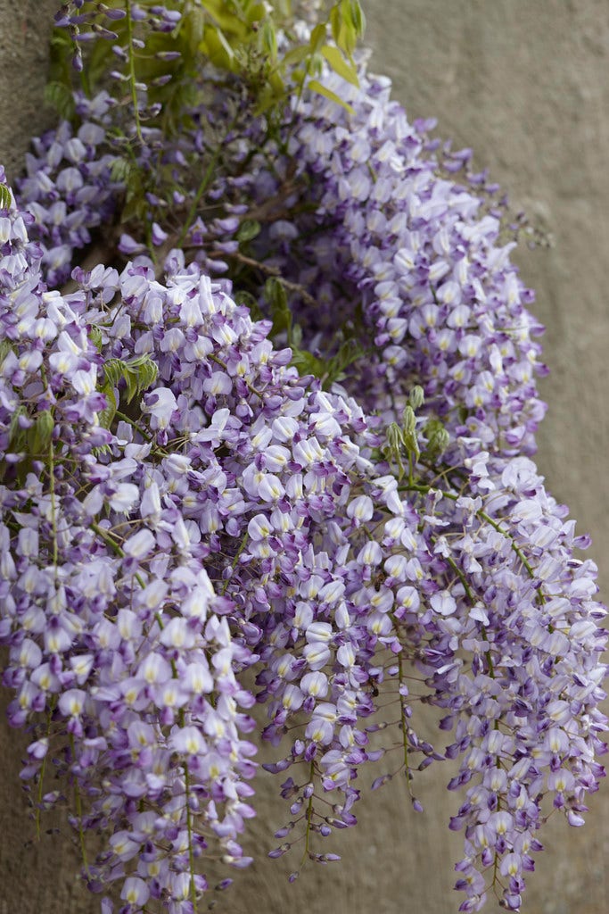  Blauweregen (Wisteria Floribunda 'Domino')