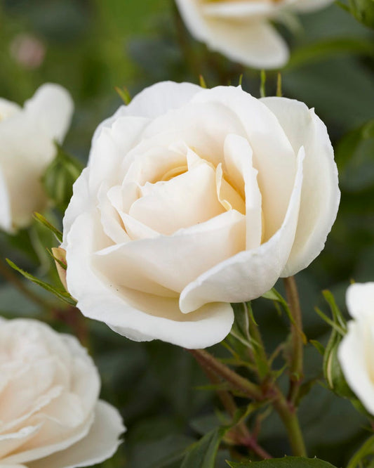  Trosroos (Rosa 'Lions Rose')