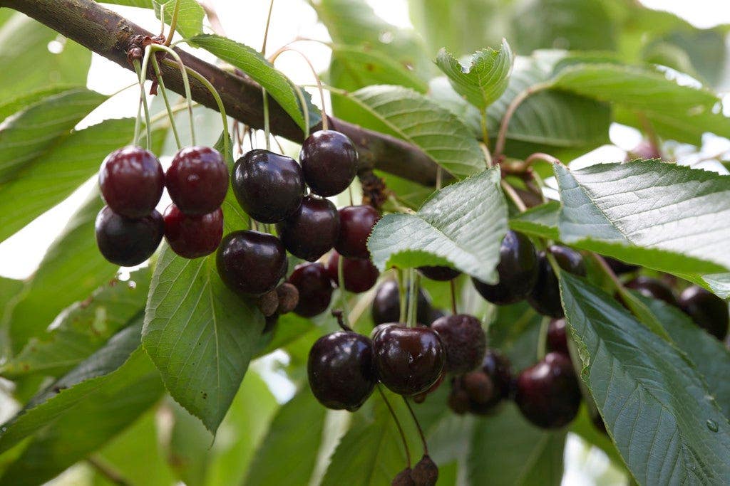  Lei-Kers (Prunus Avium 'Lapins')