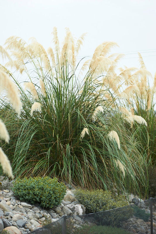  Pampasgras (Cortaderia Selloana 'Senior')