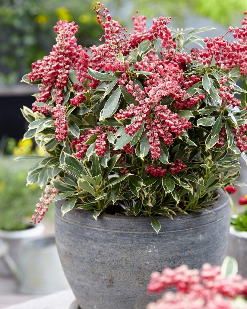  Rotsheide (Pieris Japonica 'Ralto Rose')