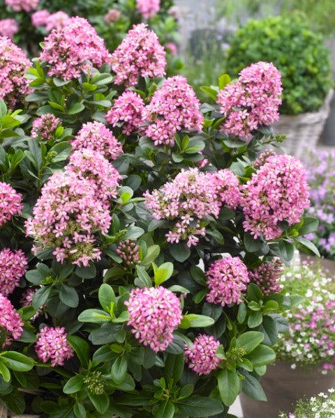  Escallonia (Escallonia 'Pink Elle')